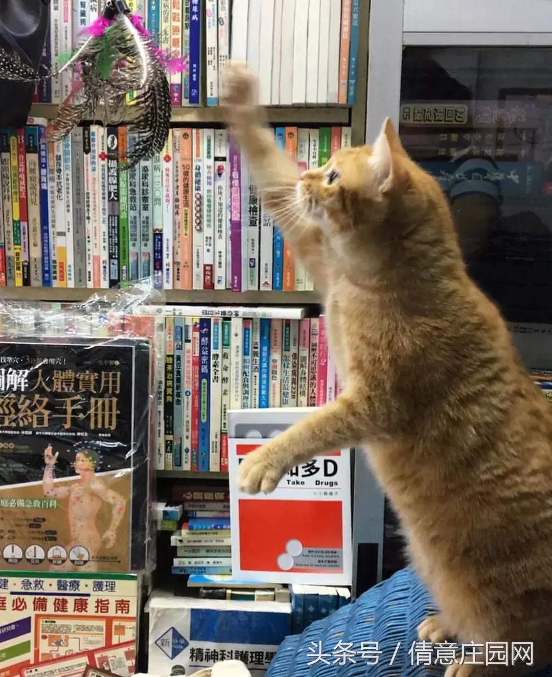 这是一家被喵星人占领的书店