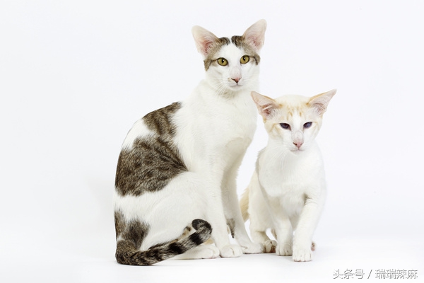 人得猫癣初期症状怎样辨别,猫癣长在人身上初期症状用药