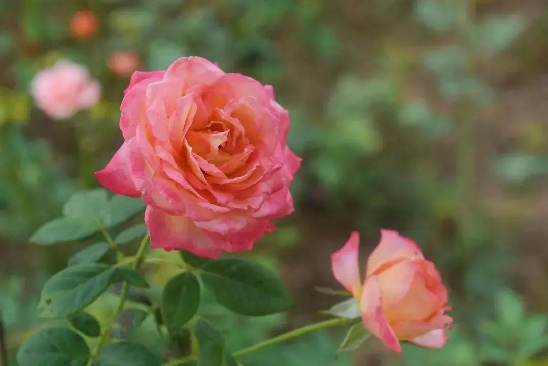 七夕将至，黄姚花海正值赏花期，相约一场简单爱！