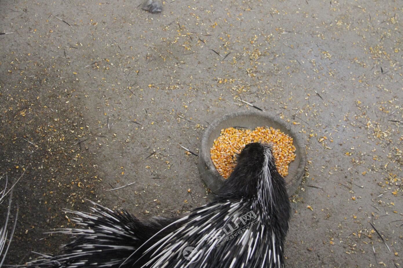 念好特色产业经奏响乡村富民曲,返乡创业致富养豪猪