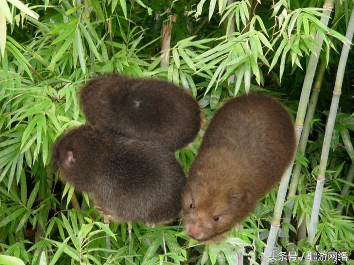 竹鼠一般多少只,竹鼠一般有多少只
