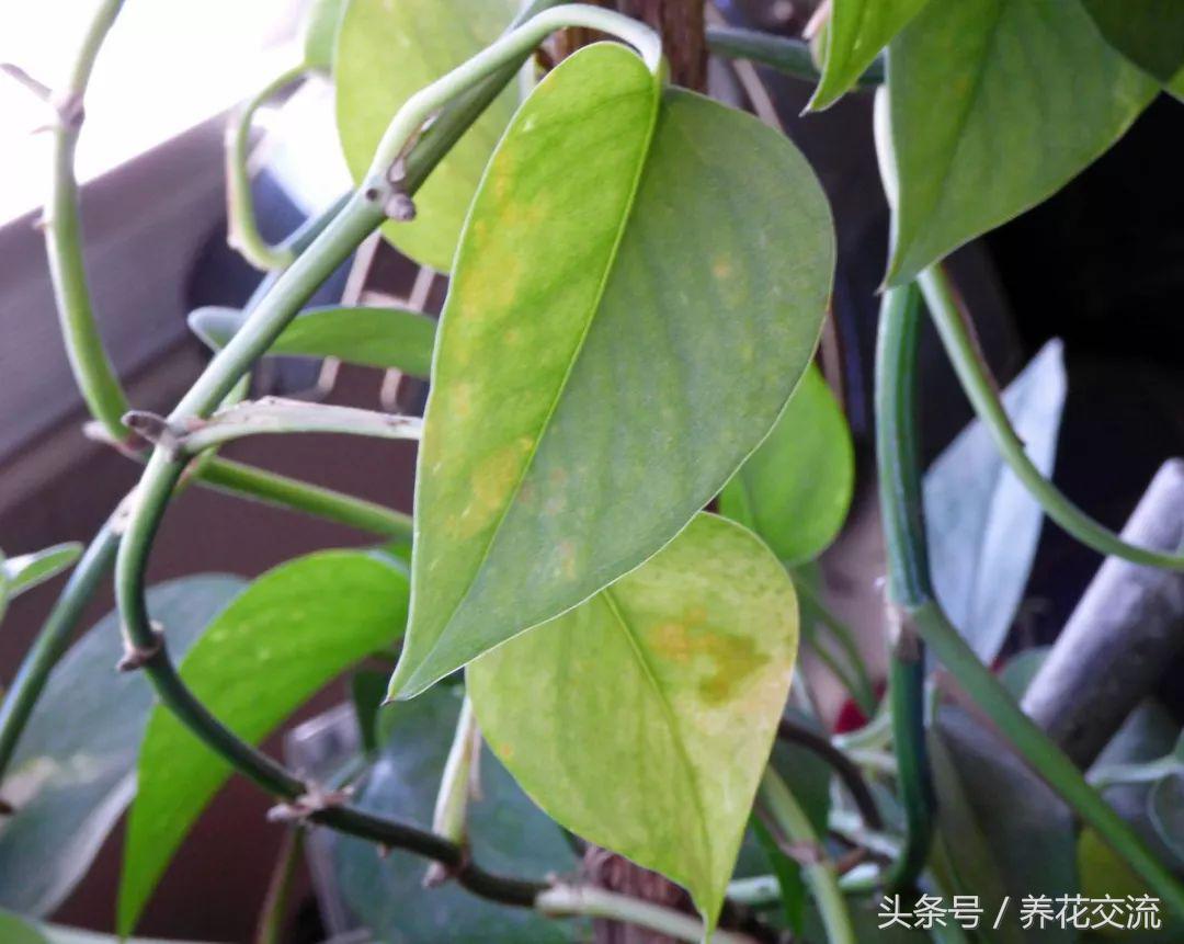 绿萝扦插快速生根方法水养,绿萝的扦插方法水培快速生根