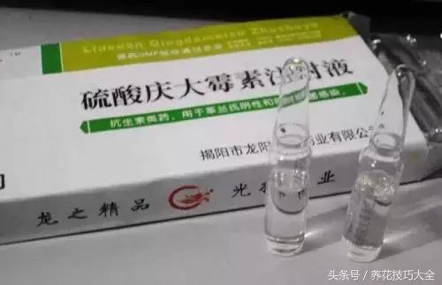 过期药品养花妙用,这些过期药品别扔拿来养花是神器