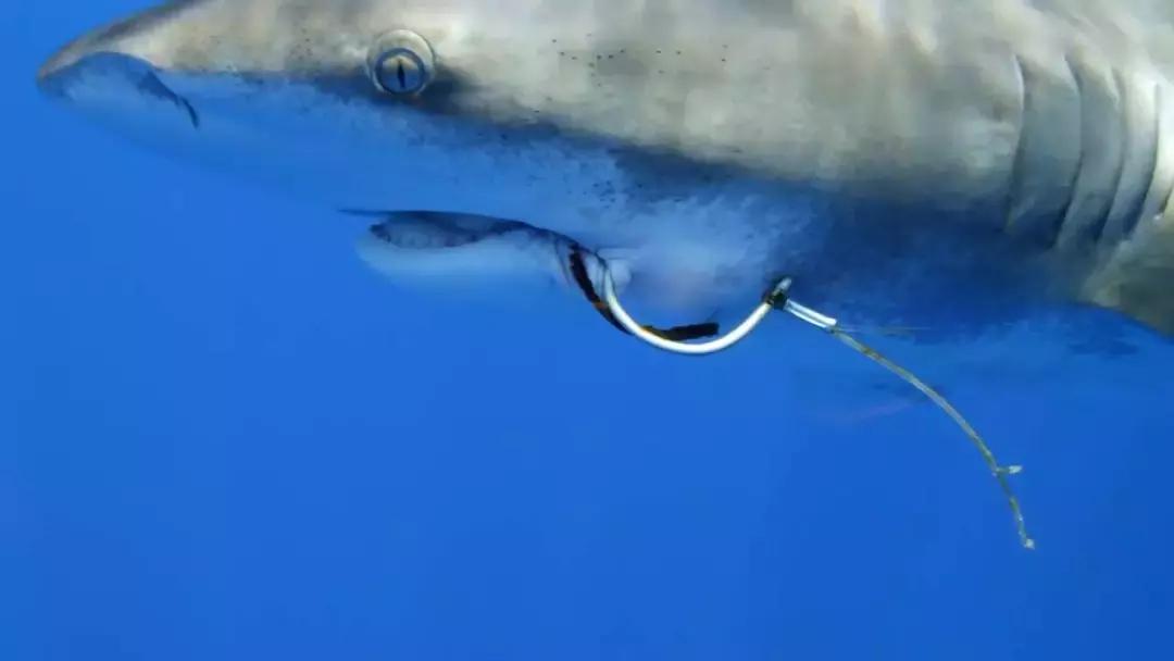 如果没有这部9.6，血腥猎奇的电影还要骗我们多久？