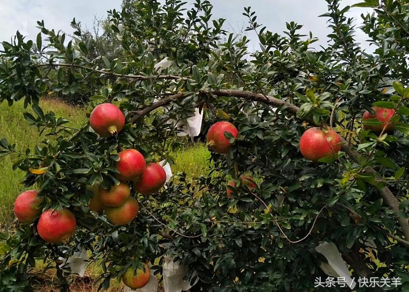 会理石榴之乡突尼斯软籽石榴,会理县软籽石榴之乡