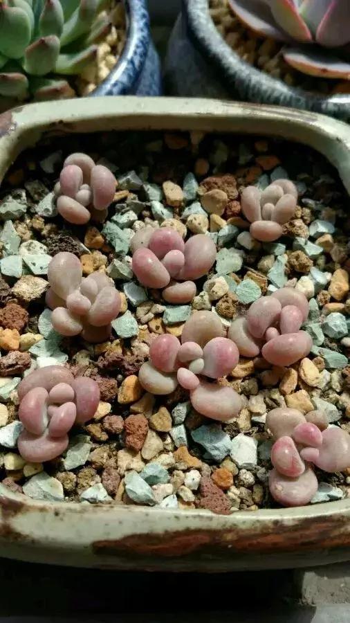 多肉掉的叶瓣怎么养活,多肉掉的叶子怎么种