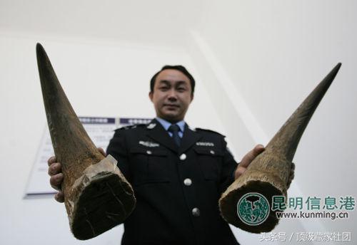 犀牛角的特征和图片,犀牛角的种类图片大全