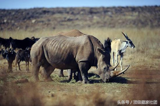 犀牛角的特征和图片,犀牛角的种类图片大全
