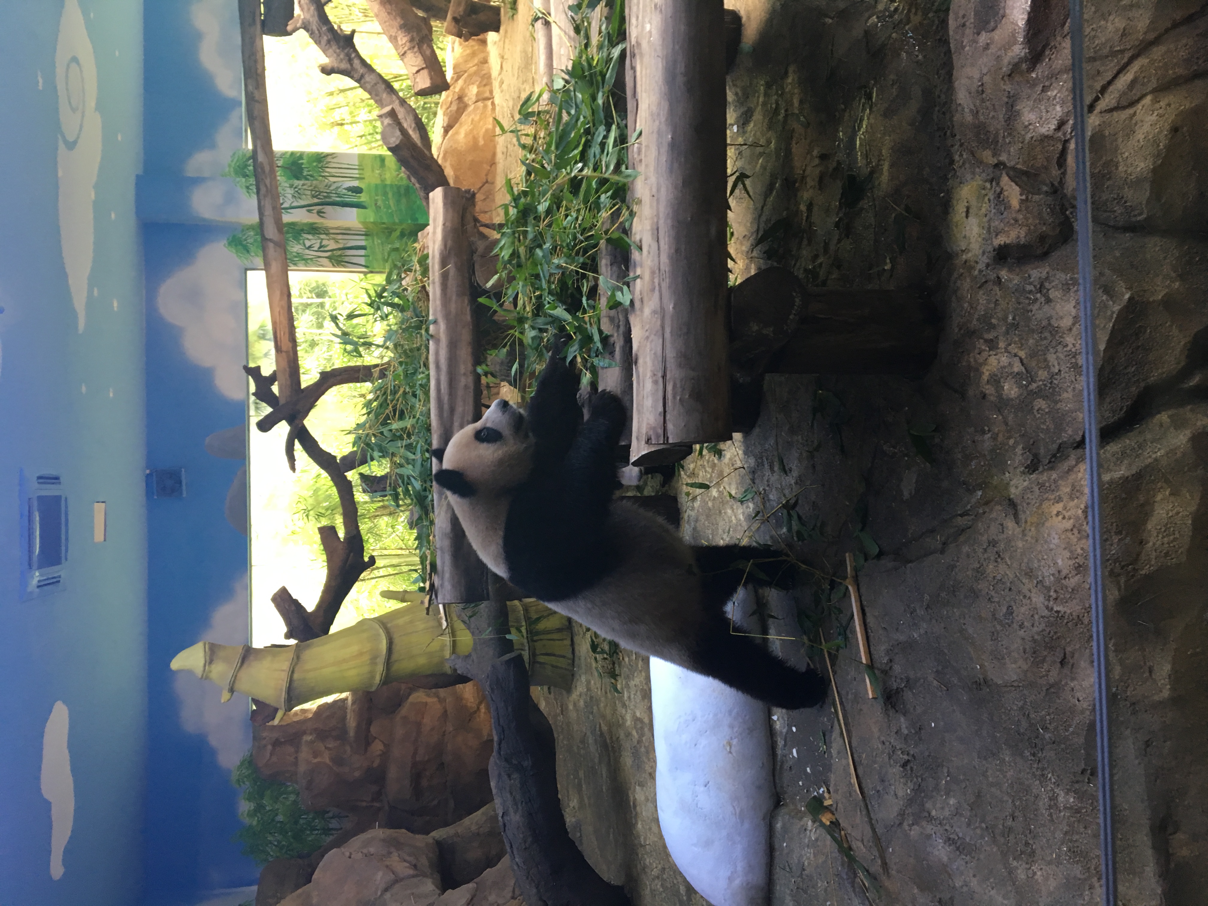 长隆野生动物园游玩攻略,长隆野生动物园