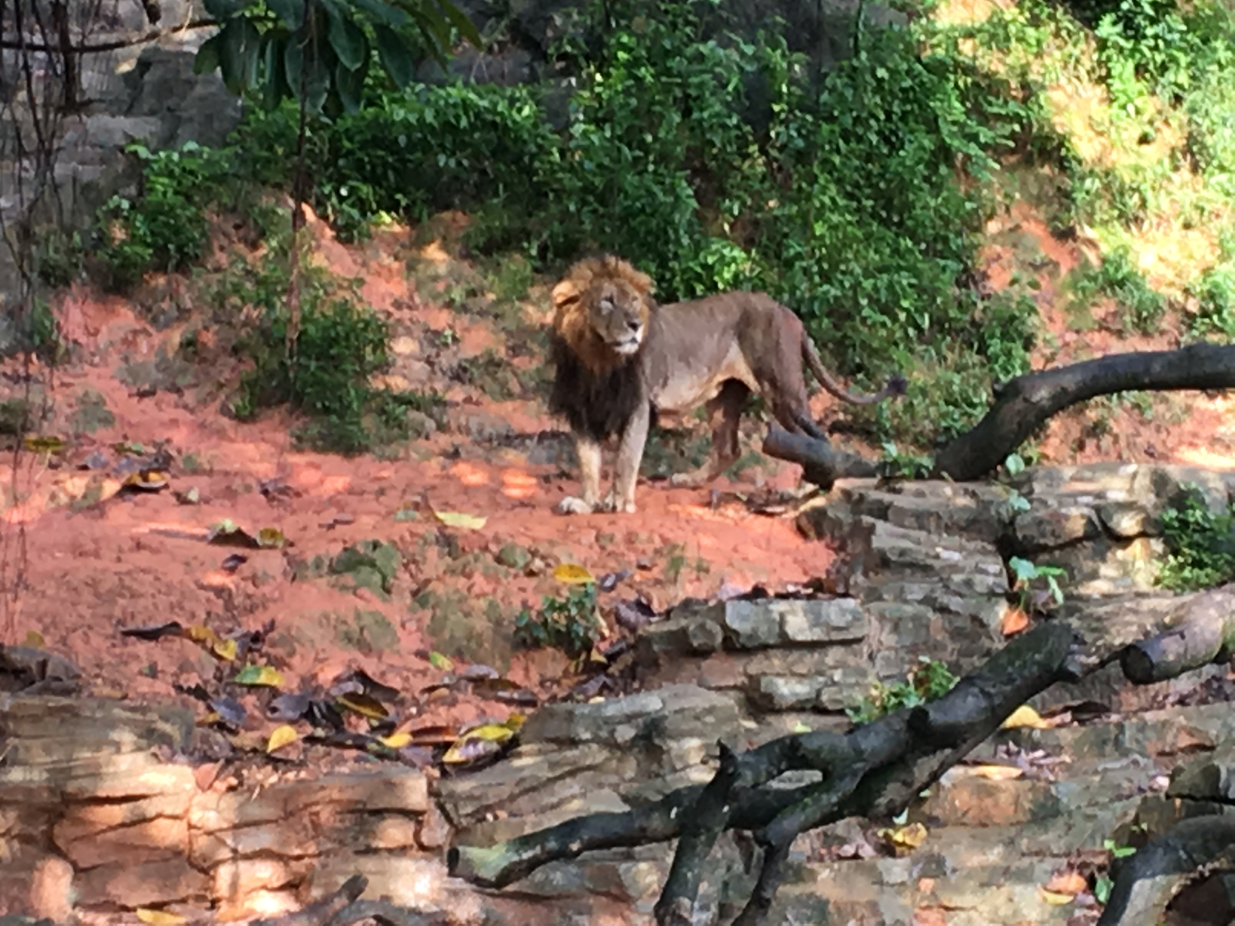 长隆野生动物园游玩攻略,长隆野生动物园