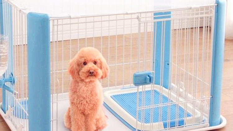 主人隔离狗狗独自在家,狗狗独自在家嚎叫原因