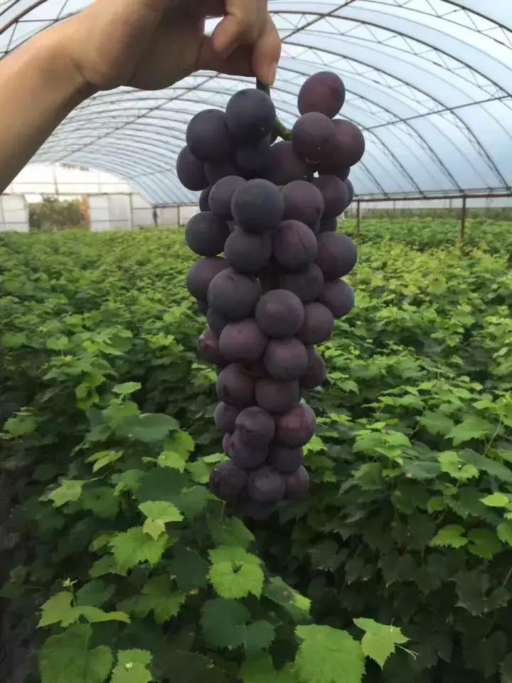 好种又好卖的15个葡萄品种,好种的葡萄苗