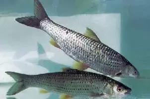 海南的鱼类大全,海南鱼类大全图片