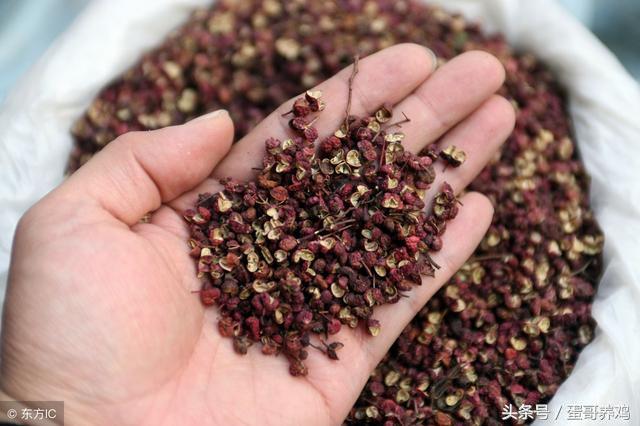 老兽医养鸡秘诀,老兽医教养鸡方法