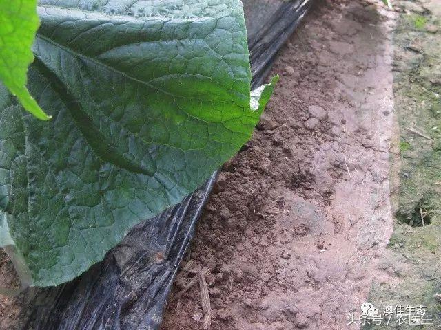 改善土壤板结专用药,专治土壤板结硬化酸化重茬
