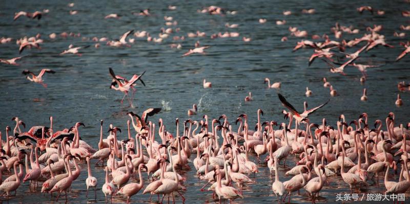 非洲猪瘟竟源于“地球伤疤”大裂谷：这儿一夫多妻，可怕少女割礼