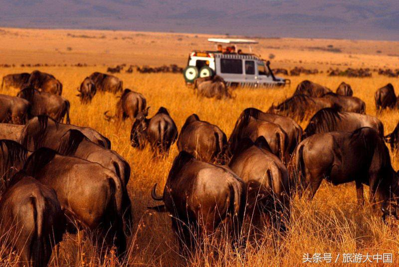 非洲猪瘟竟源于“地球伤疤”大裂谷：这儿一夫多妻，可怕少女割礼