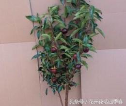 山竹种子怎么种植盆栽能长多高,山竹盆栽养殖方法和注意事项