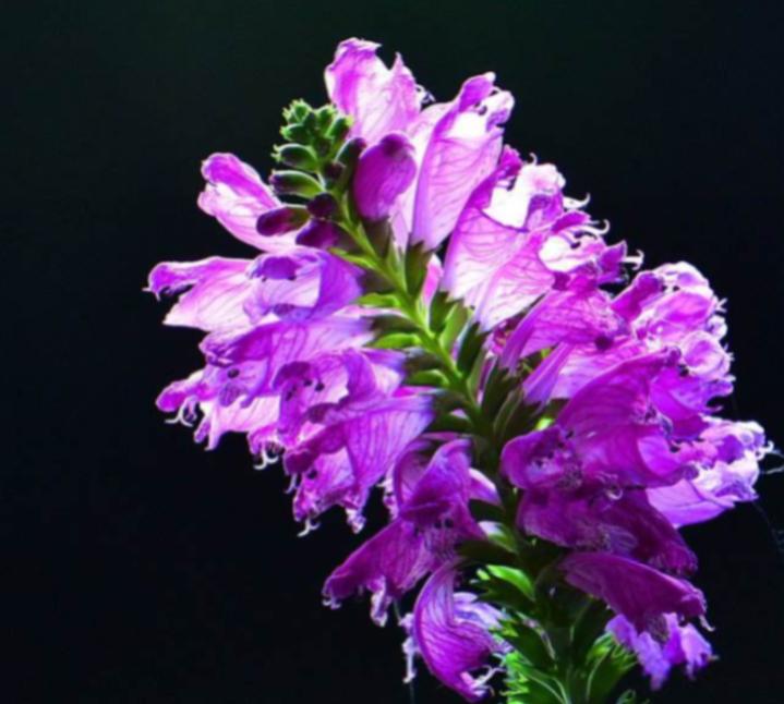 重瓣大花金鱼草的养殖方法,有关金鱼草的养殖方法和注意事项