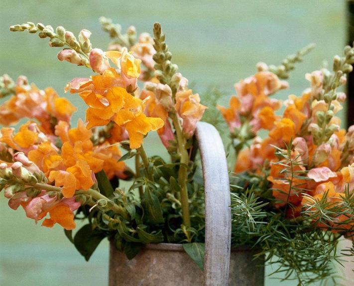 重瓣大花金鱼草的养殖方法,有关金鱼草的养殖方法和注意事项