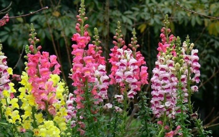 重瓣大花金鱼草的养殖方法,有关金鱼草的养殖方法和注意事项