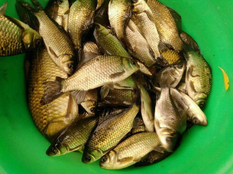 野生的鲫鱼很白正常吗,野生鲫鱼的最简单识别方法