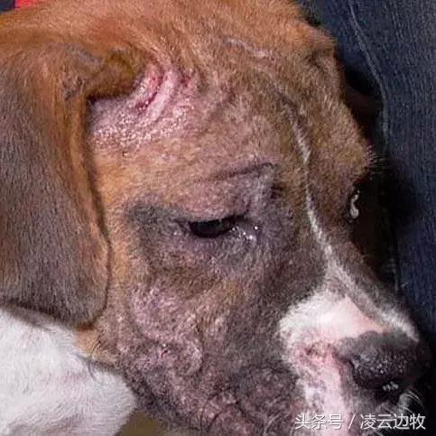 痒痒痒救救小主吧！狗狗出红疹怎么办？