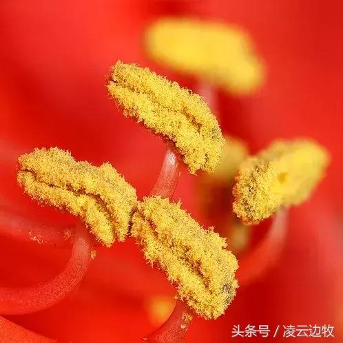 狗狗起红疹怎么办,狗狗红疹怎么治