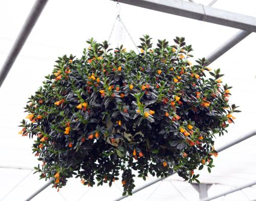 金鱼吊兰养殖方法和注意事项图片,金鱼吊兰的养殖方法和禁忌