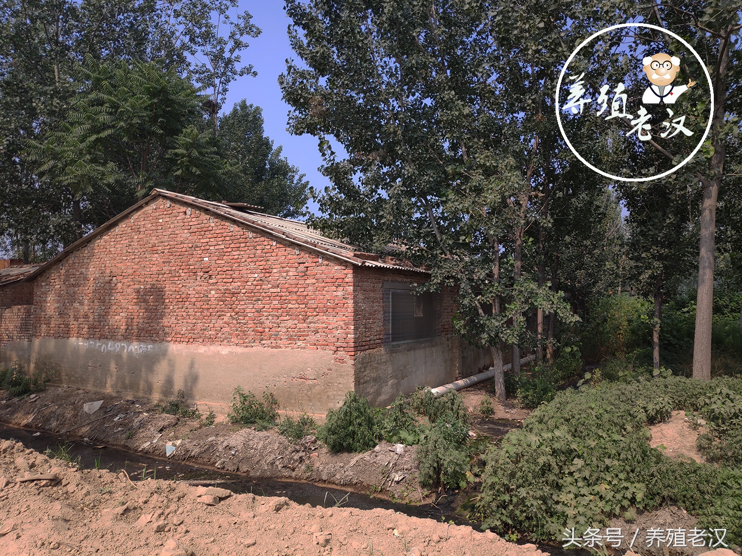 大型养猪场怎样解决猪饮水,养猪饮水很有讲究