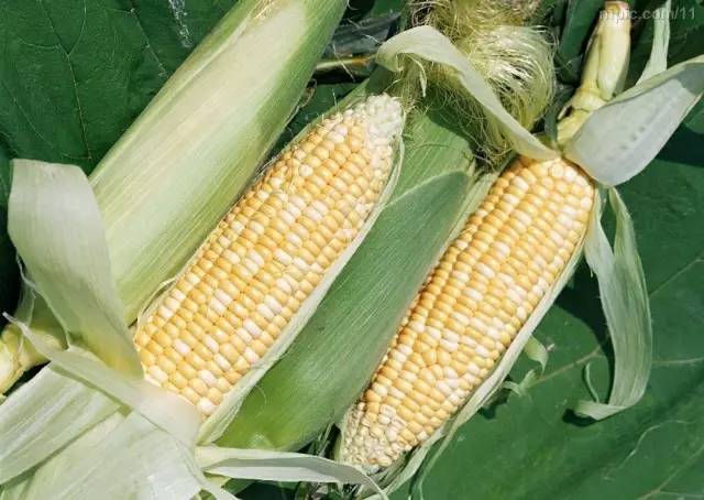 曝光6个适合农村人致富项目,农村特种种植致富项目有哪些