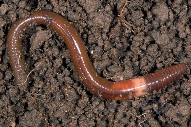 曝光6个适合农村人致富项目,农村特种种植致富项目有哪些