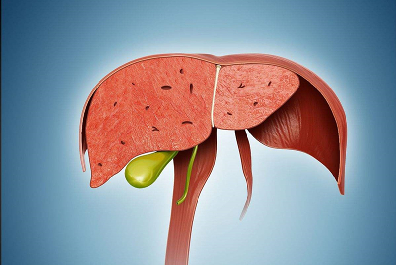 养肝护肝茶什么时刻吃最好,护肝养肝茶不伤肝