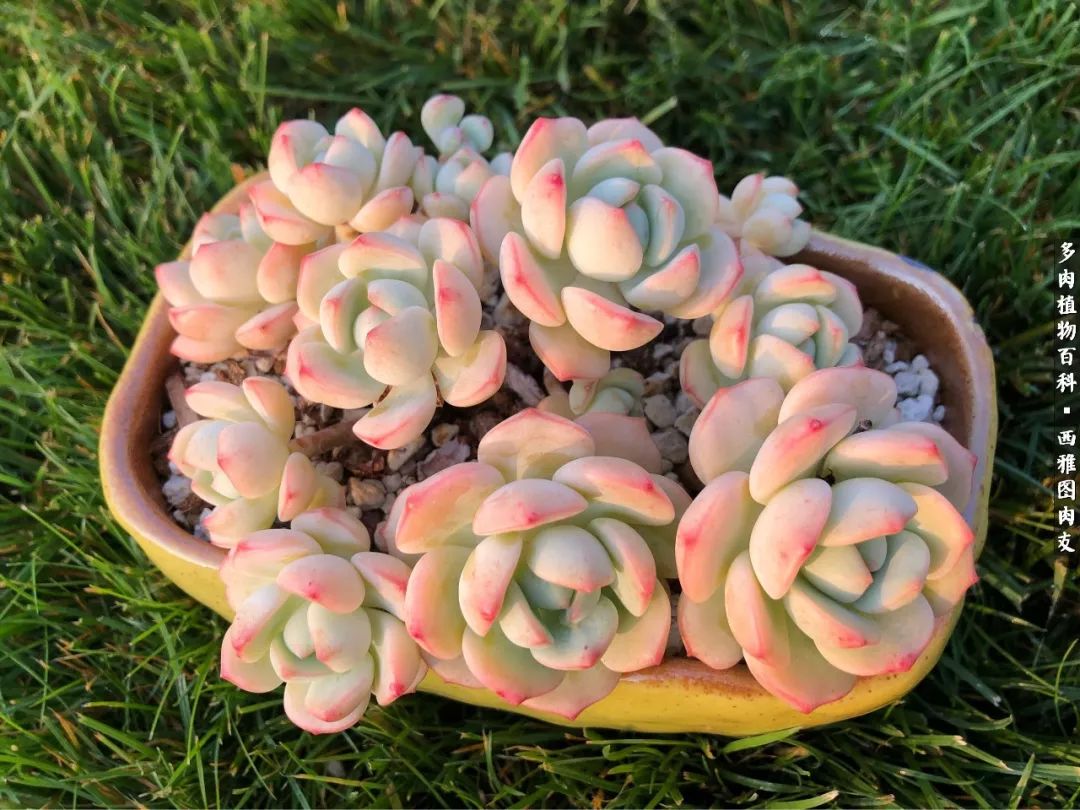 美国多肉,多肉西雅图