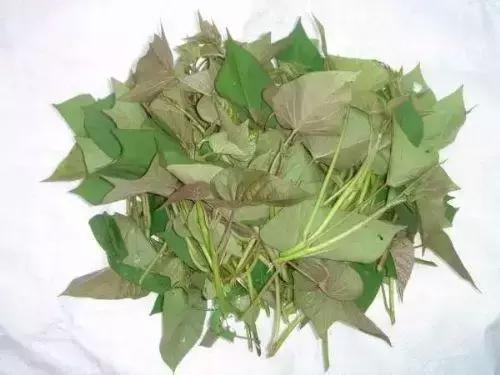 地瓜榕附石盆景造型,地瓜盆景制作过程视频