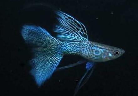 推荐几种好看好养活的热带观赏鱼,常见热带观赏鱼及价格