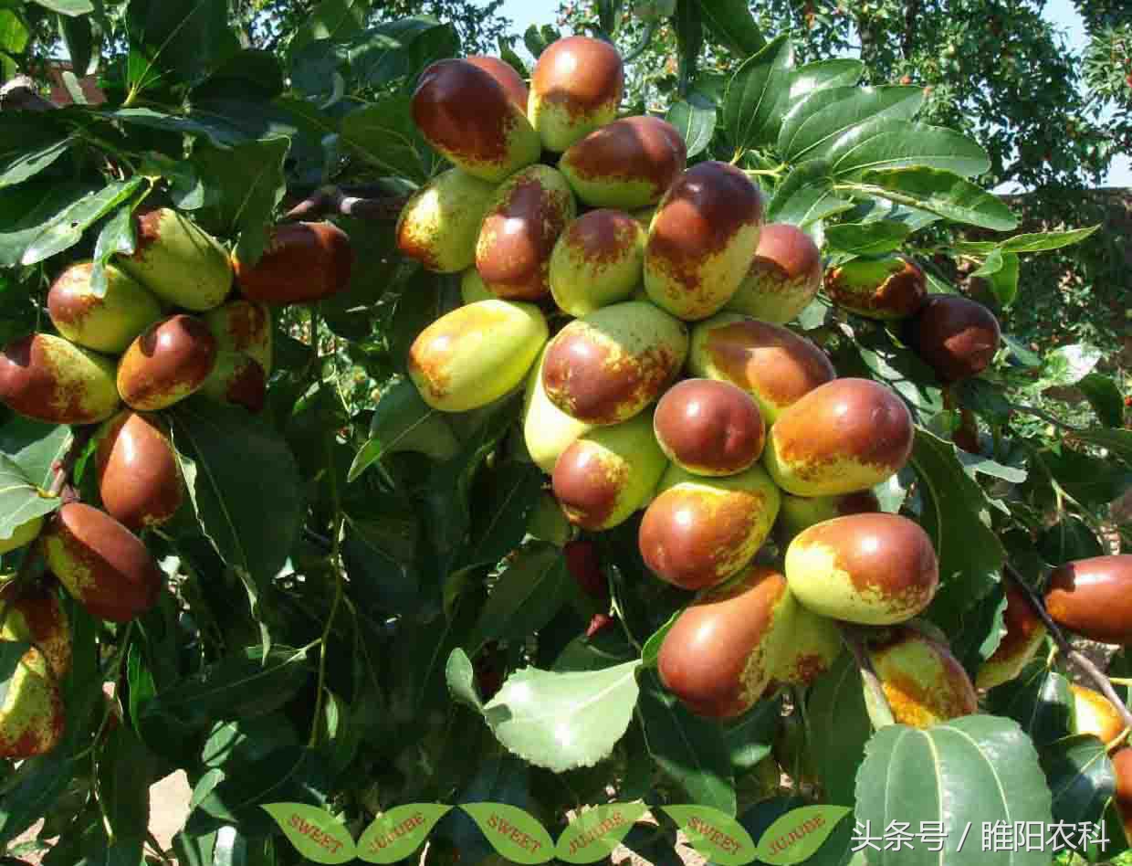 芒果催熟剂正确使用方法,芒果催熟剂怎么使用