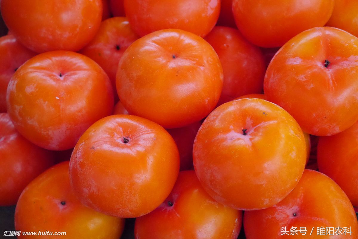 芒果催熟剂正确使用方法,芒果催熟剂怎么使用