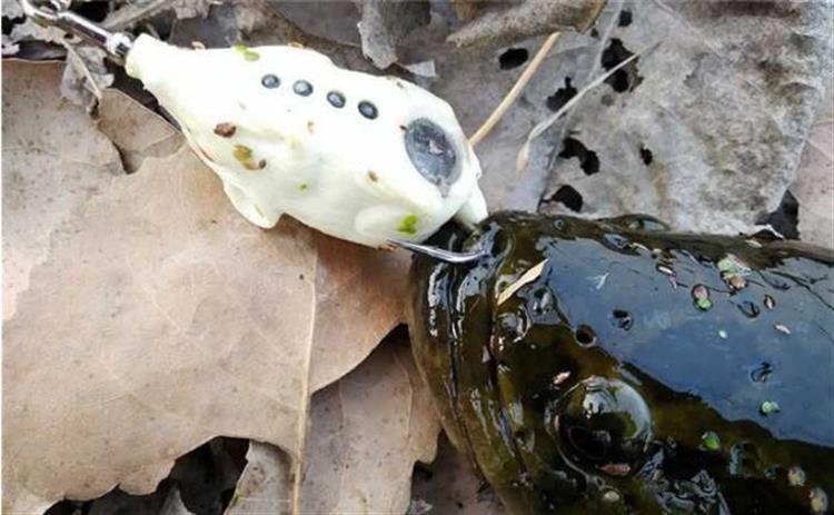 路亚飞绳钓到黑鱼什么情况,黑鱼路亚脱钩