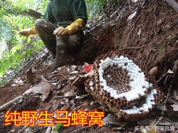 蜂箱旁诱捕马蜂的最佳方法,诱蜂洞如何引诱马蜂