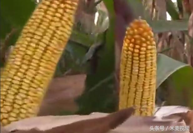 大穗型玉米品种推荐,大穗型玉米种子