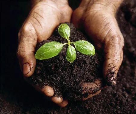 雪茄几种口味,雪茄口味最初的体验