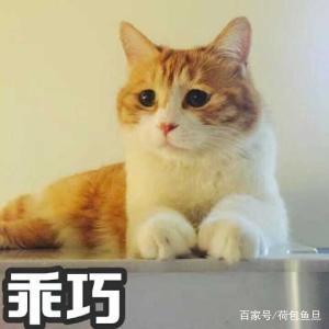 猫咪已经有虫了怎么驱虫,如何给家里有虫的猫咪驱虫