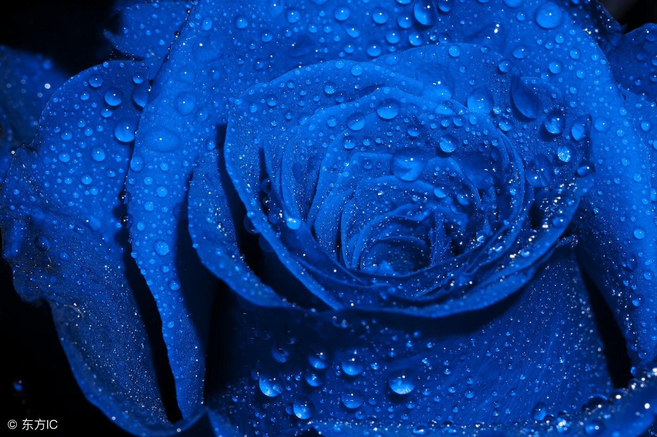 常见玫瑰花种类及图片名称,常见玫瑰花品种和寓意