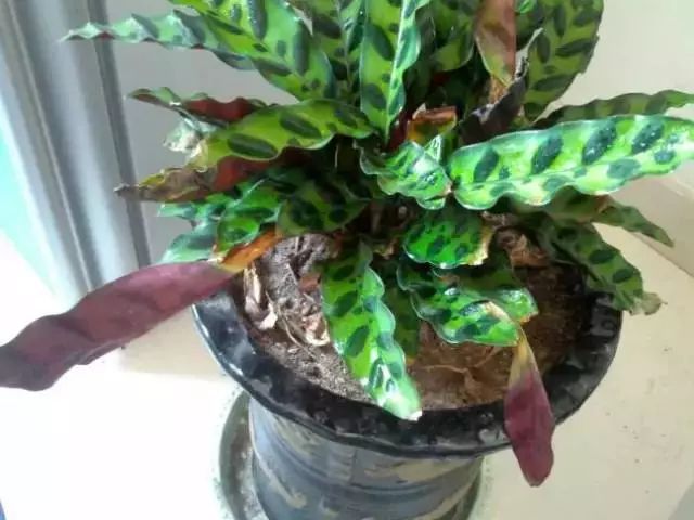 养花怎么处理病虫,养花怎么防止烂根