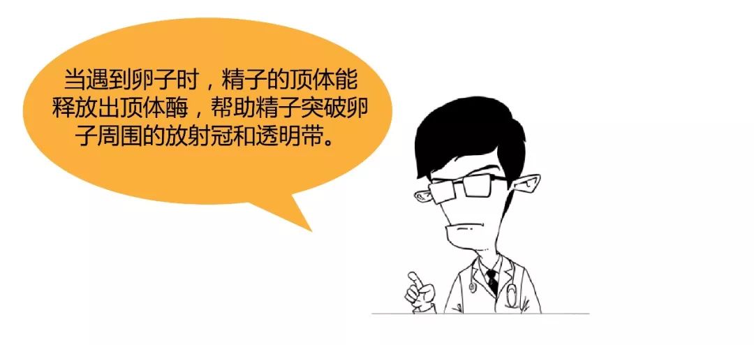 精子君追爱记|过五关斩六将,终抱得美人归