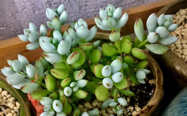 这些小东西不赶紧杀，一夜把花全啃成猪头，肠子都要悔青了！