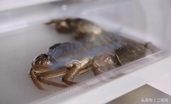 大闸蟹一般几月上市,大闸蟹将要上市记住这些小技巧