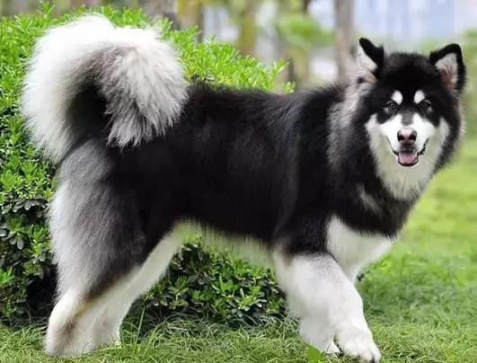 看到猫只会说Cat,看到狗只会说Dog?讲真,你的英文太差了