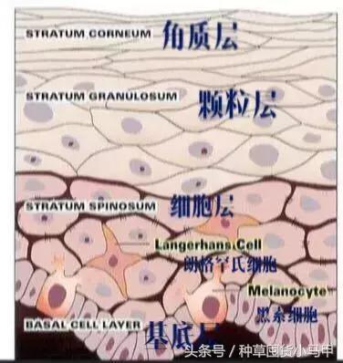 朋友圈代购图鉴,多的是你不知道的事!